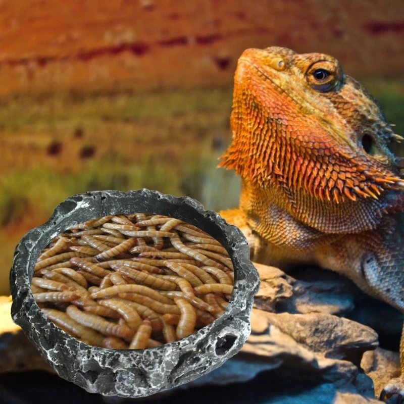 Water Dish Reptile - Reptile Bowl Turtle Water Dish Round