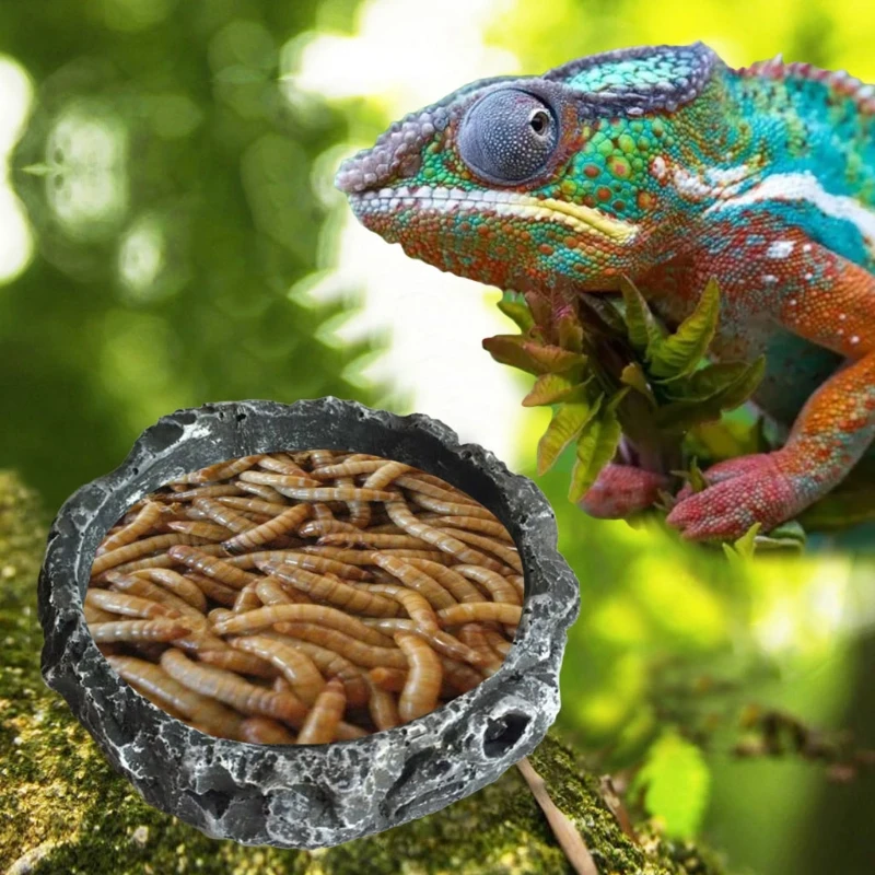 Reptile Bowl Turtle Water Dish - Water Dish Reptile recensie en prijs