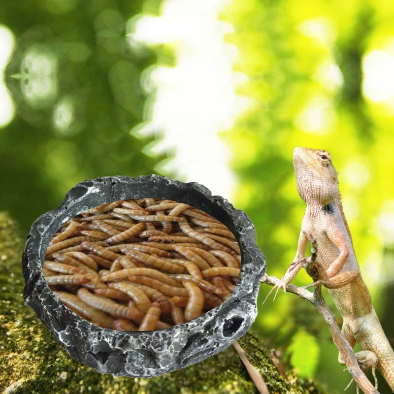 Reptile Bowl Turtle Water Dish - Water Dish Reptile recensie en prijs