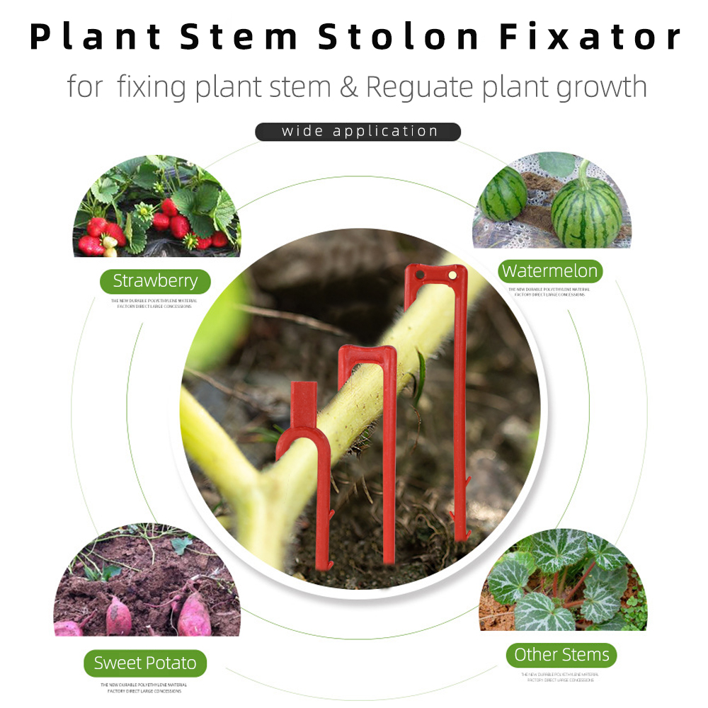 20-50PCS Strawberry Planting F - Vine Climbing Plastic recensie en prijs